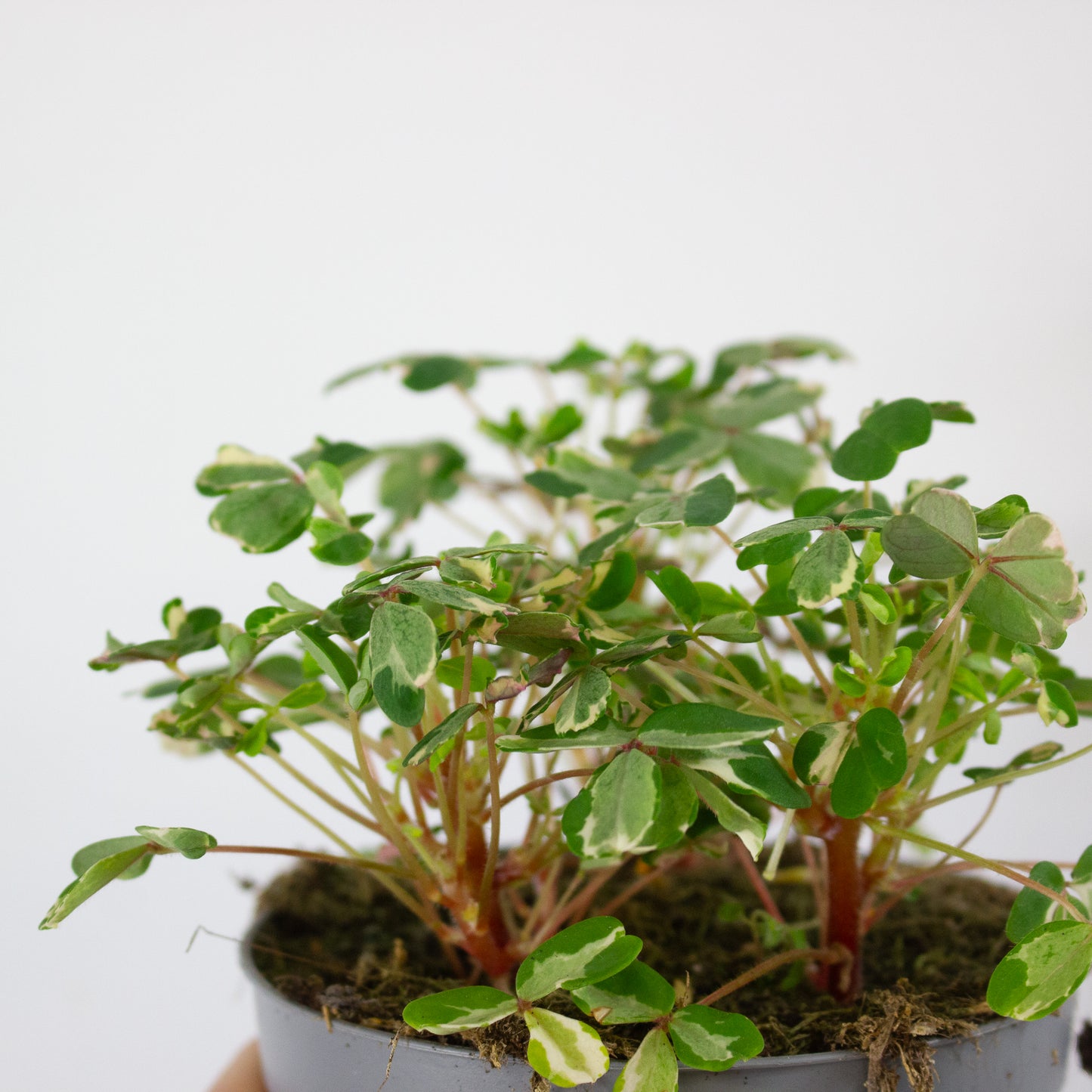 Oxalis mixed 11cm H27cm