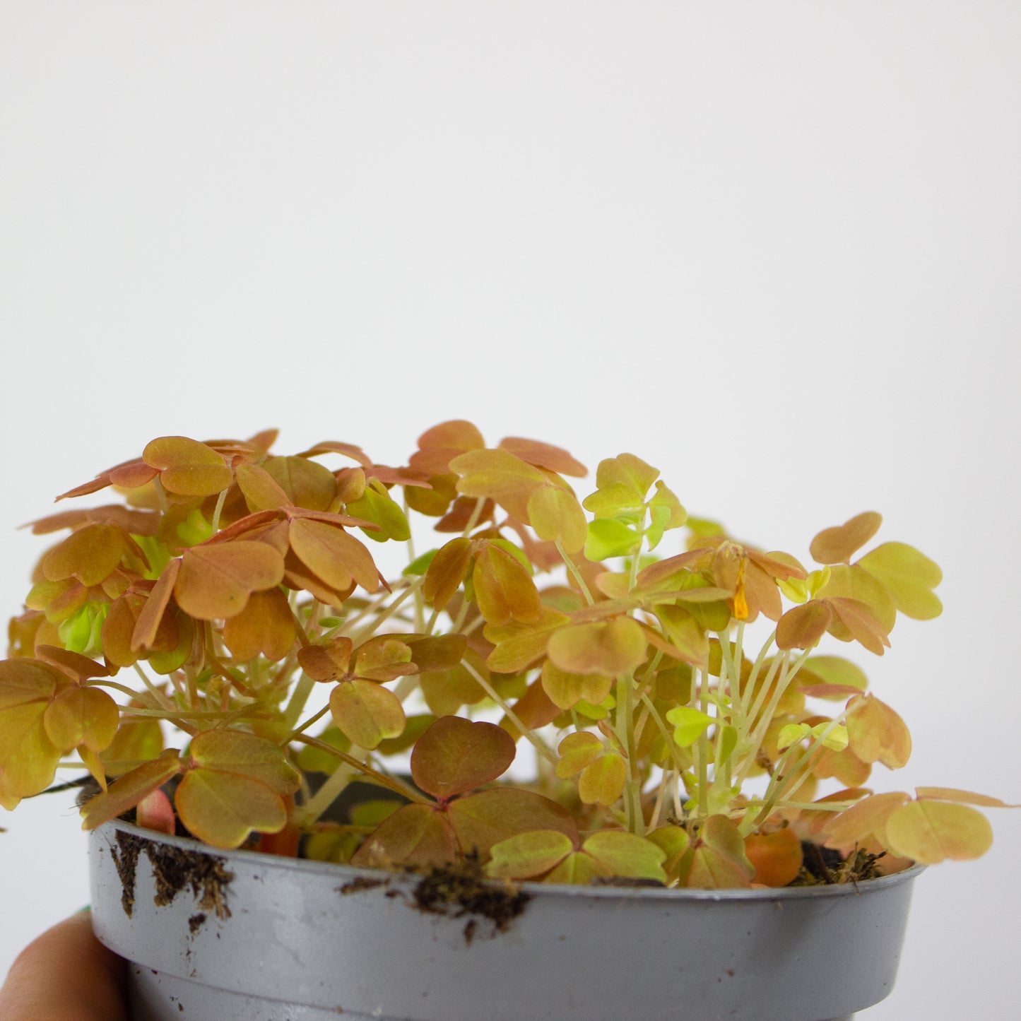 Oxalis mixed 11cm H27cm