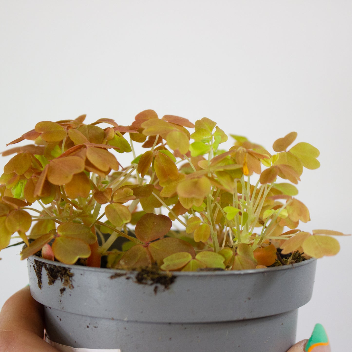 Oxalis mixed 11cm H27cm