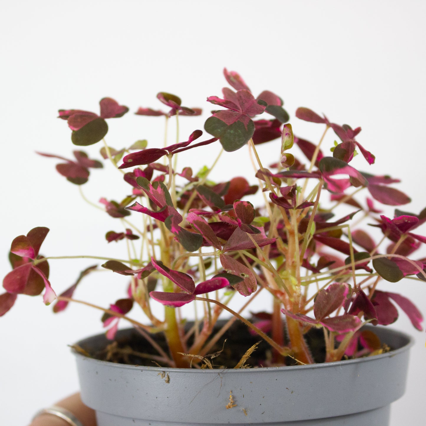 Oxalis mixed 11cm H27cm
