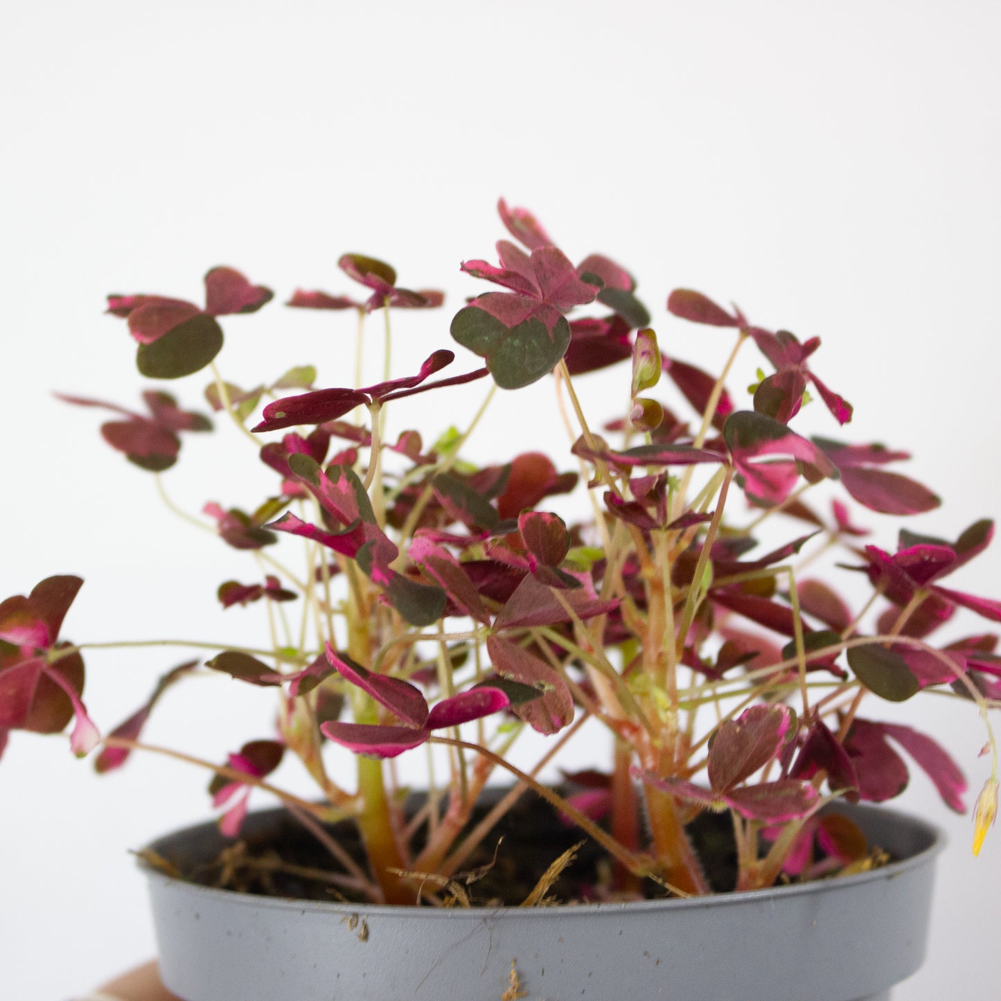Oxalis mixed 11cm H27cm