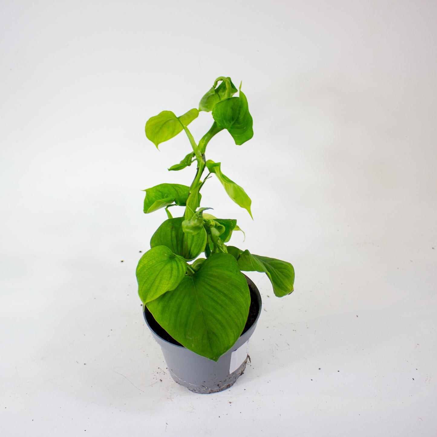 Philodendron Fibraecataphyllum 12cm H27cm