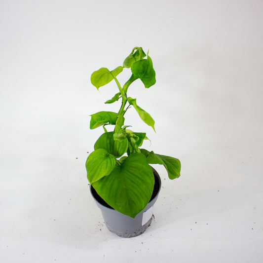 Philodendron Fibraecataphyllum 1