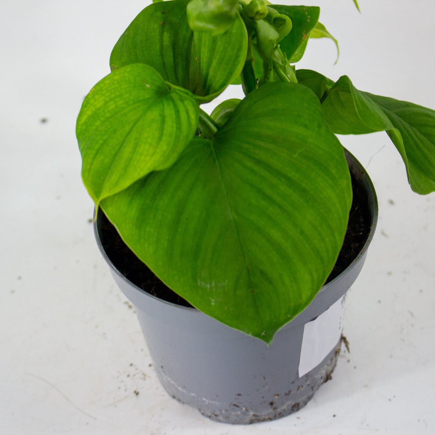 Philodendron Fibraecataphyllum 12cm H27cm