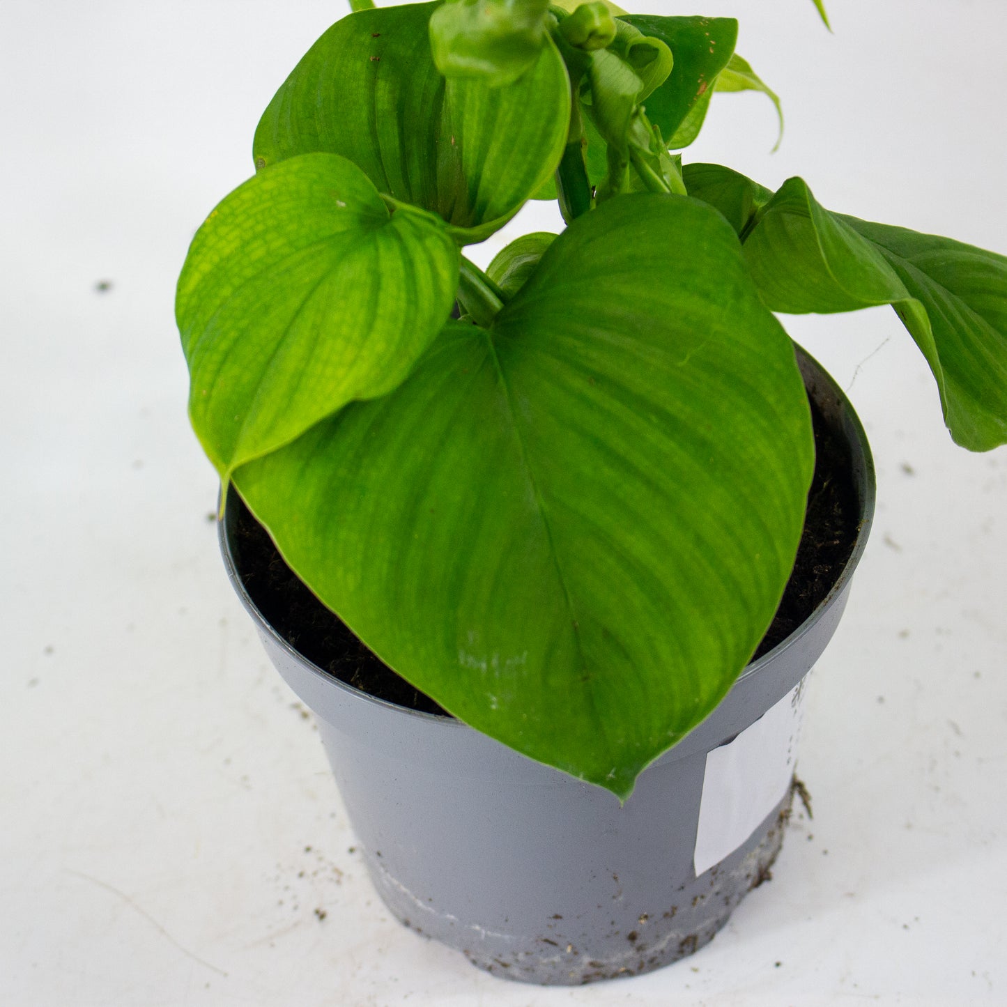 Philodendron Fibraecataphyllum 12cm H27cm