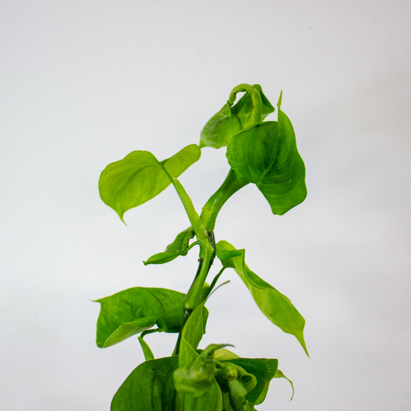 Philodendron Fibraecataphyllum 12cm H27cm