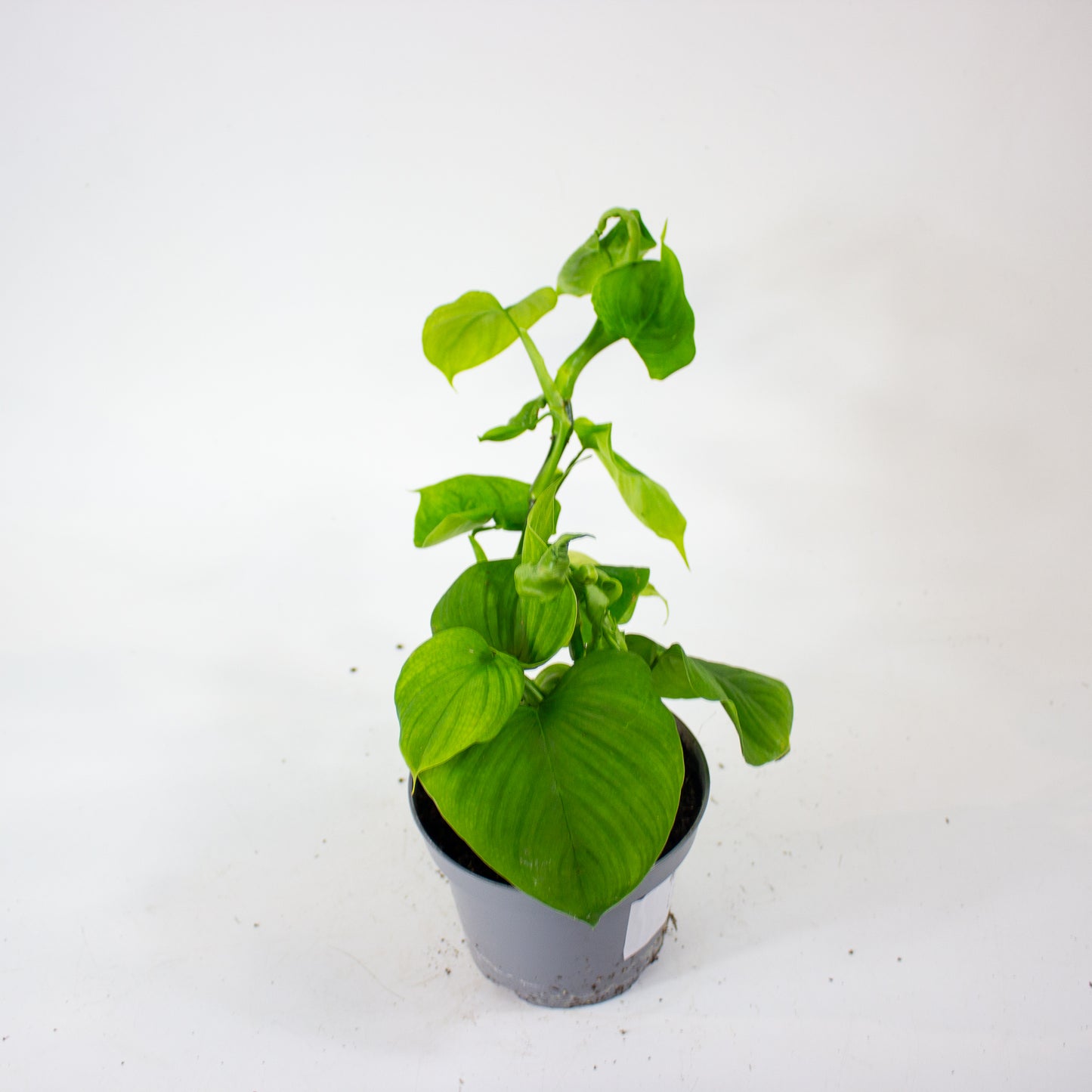 Philodendron Fibraecataphyllum 12cm H27cm
