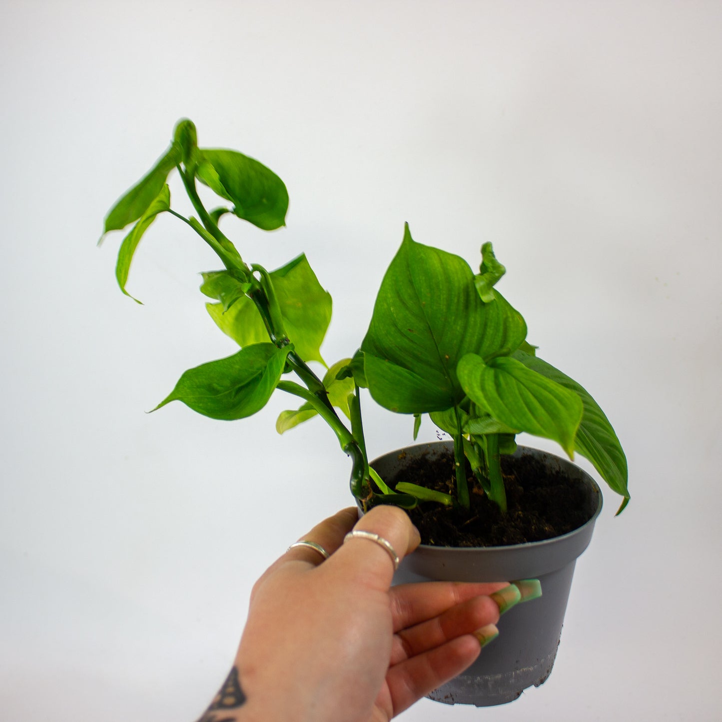 Philodendron Fibraecataphyllum 12cm H27cm