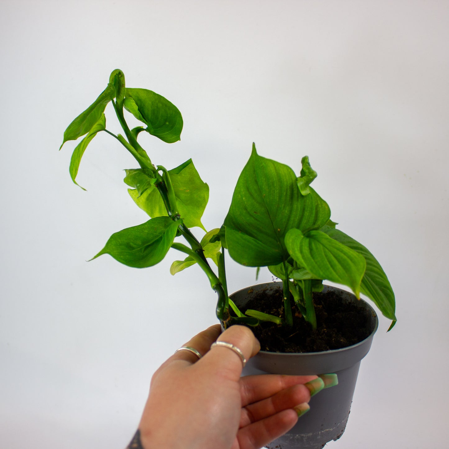Philodendron Fibraecataphyllum 12cm H27cm