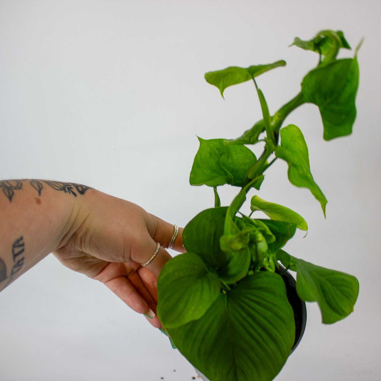 Philodendron Fibraecataphyllum 12cm H27cm