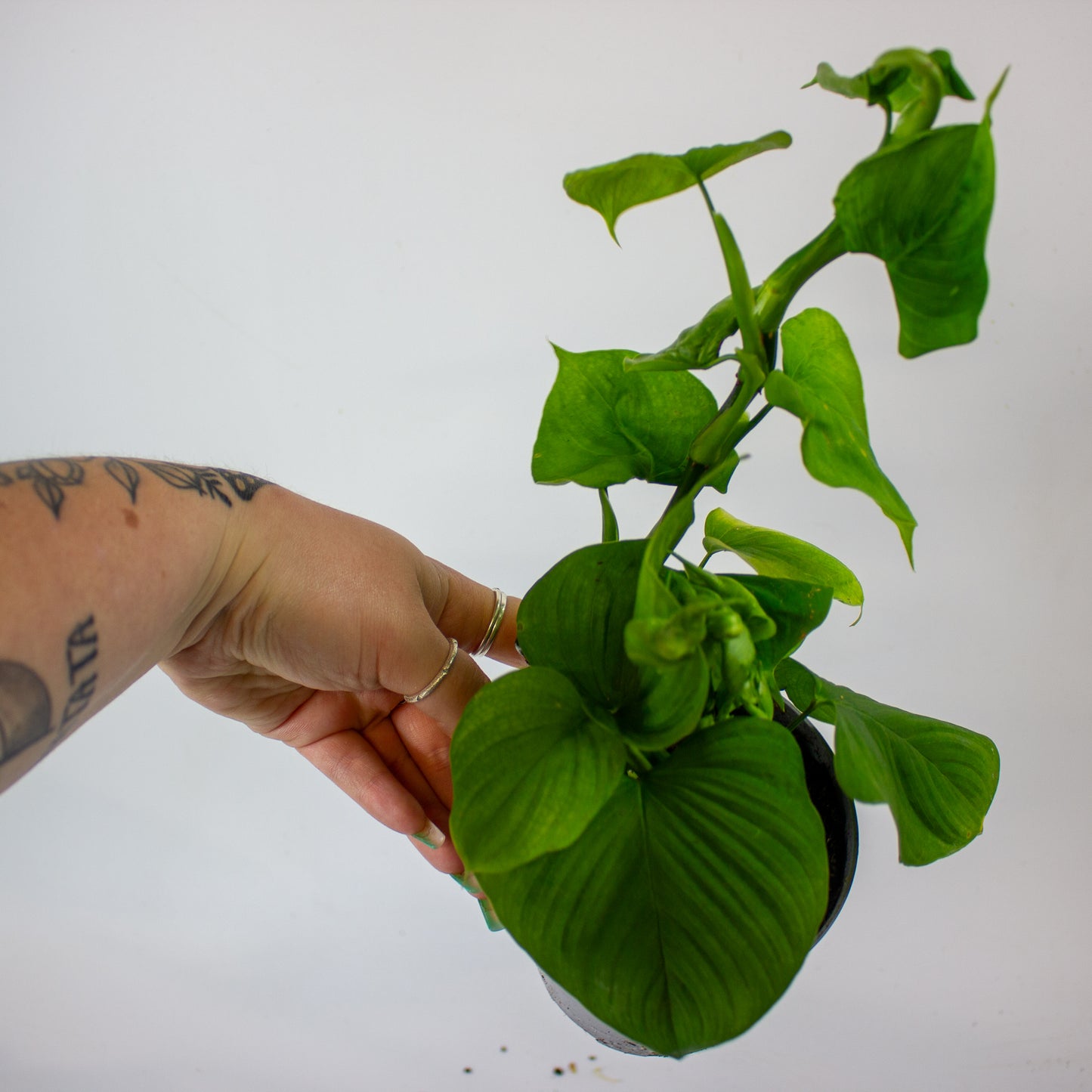 Philodendron Fibraecataphyllum 12cm H27cm