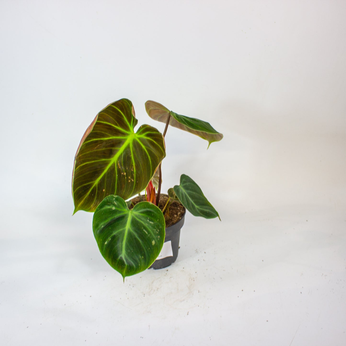 Philodendron Choco Red 12cm H30cm