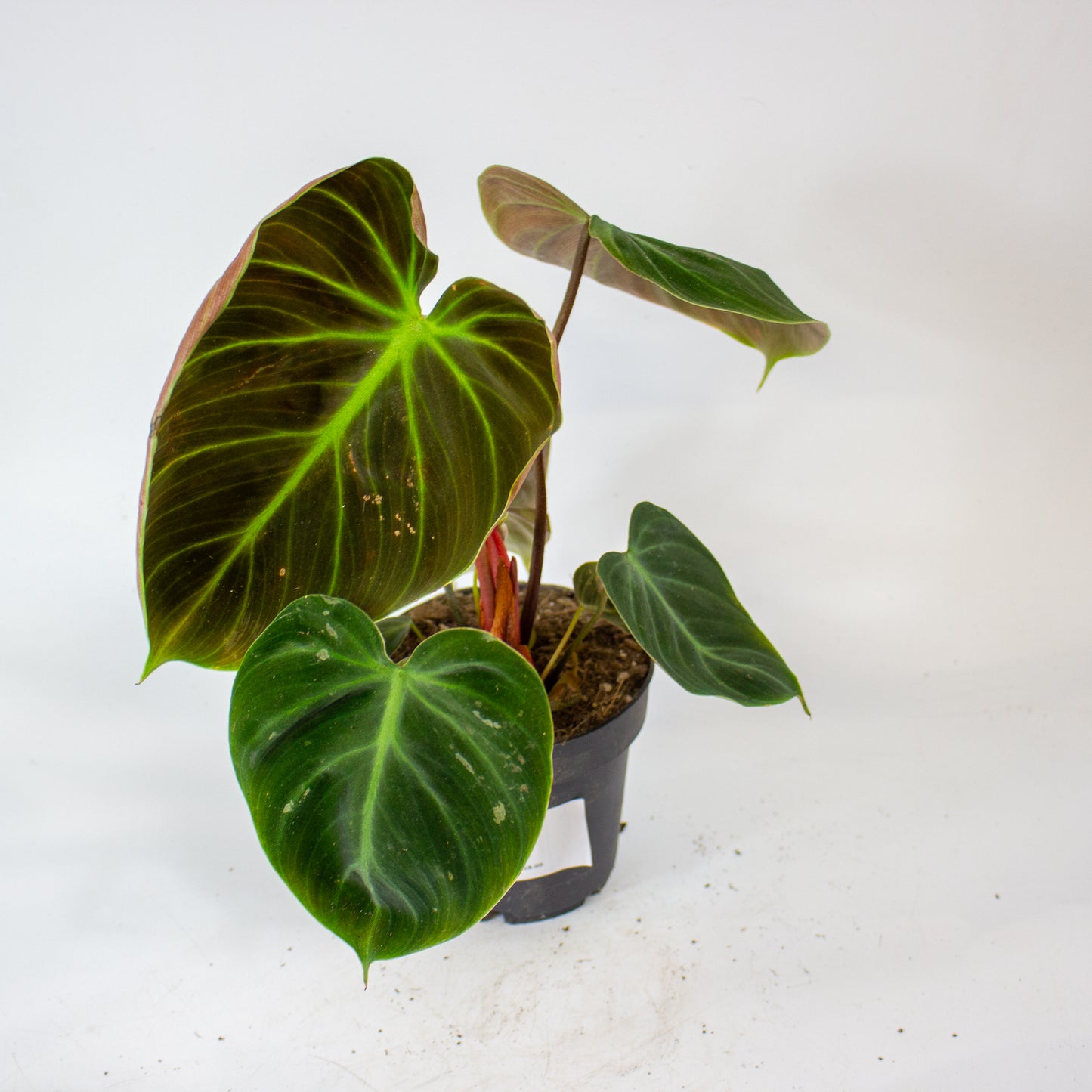 Philodendron Choco Red 12cm H30cm