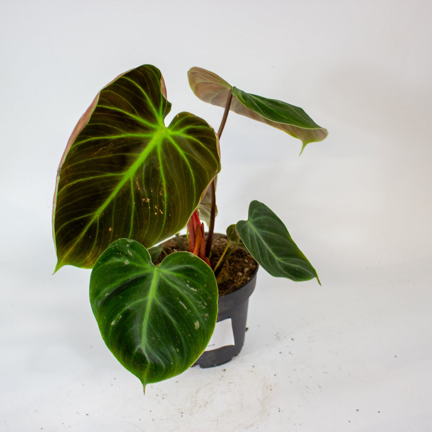 Philodendron Choco Red 12cm H30cm