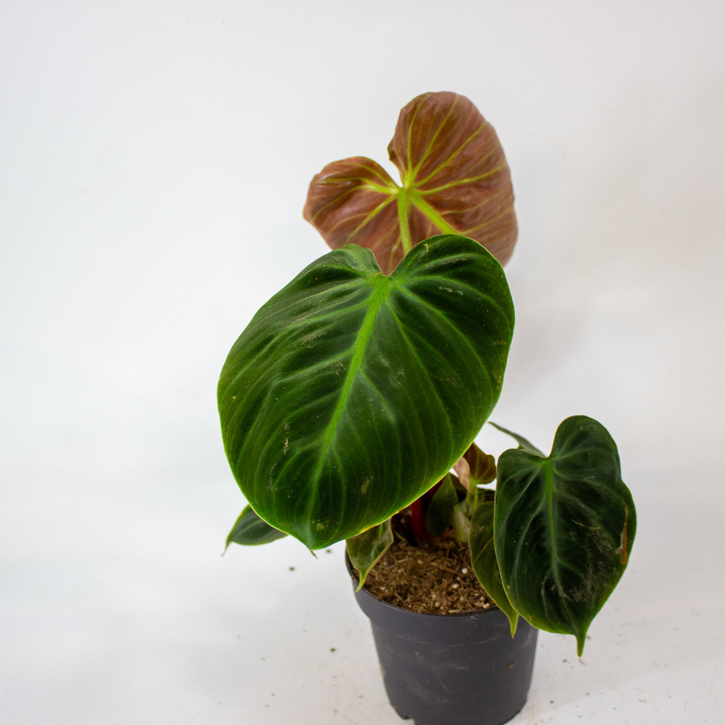 Philodendron Choco Red 12cm H30cm