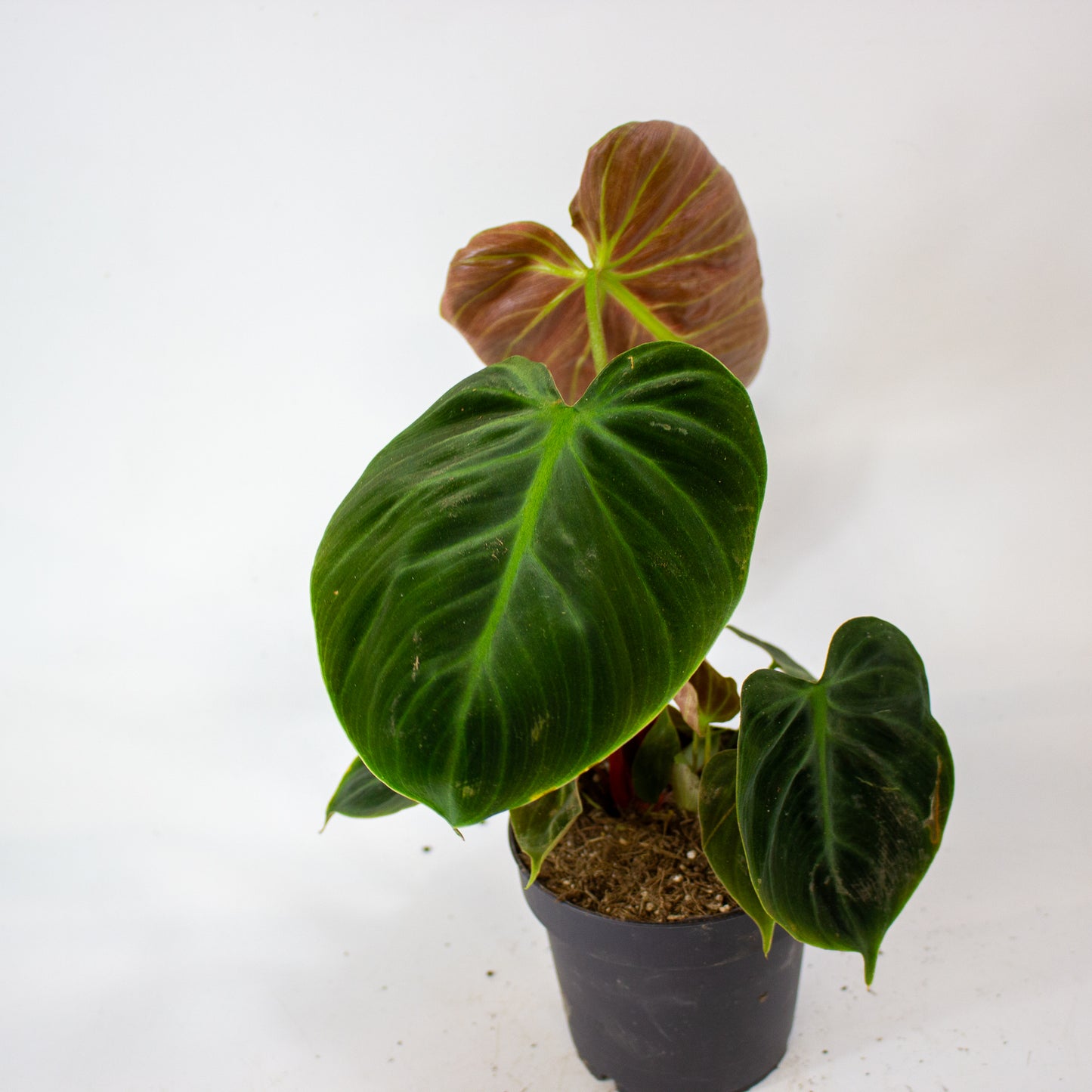 Philodendron Choco Red 12cm H30cm