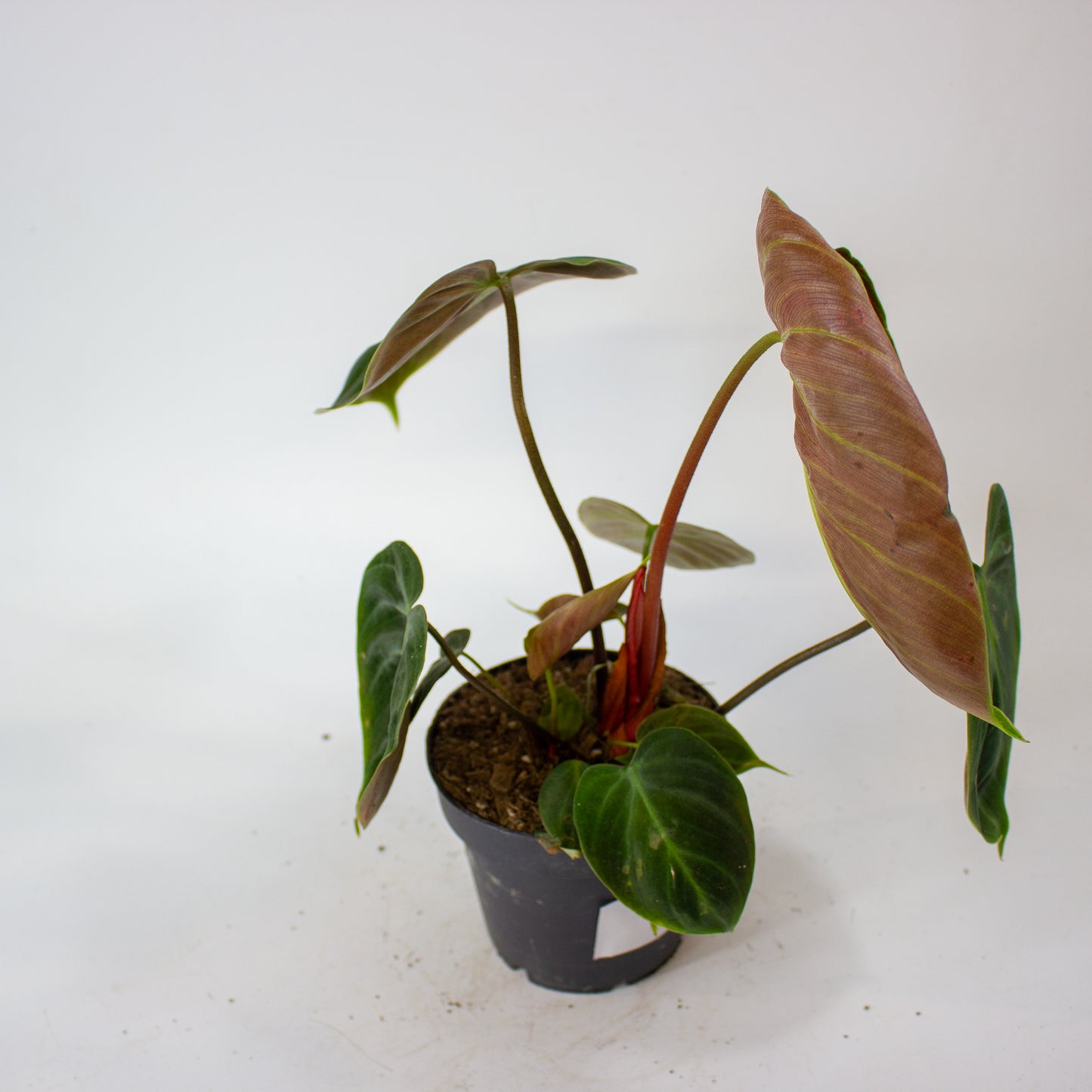 Philodendron Choco Red 12cm H30cm