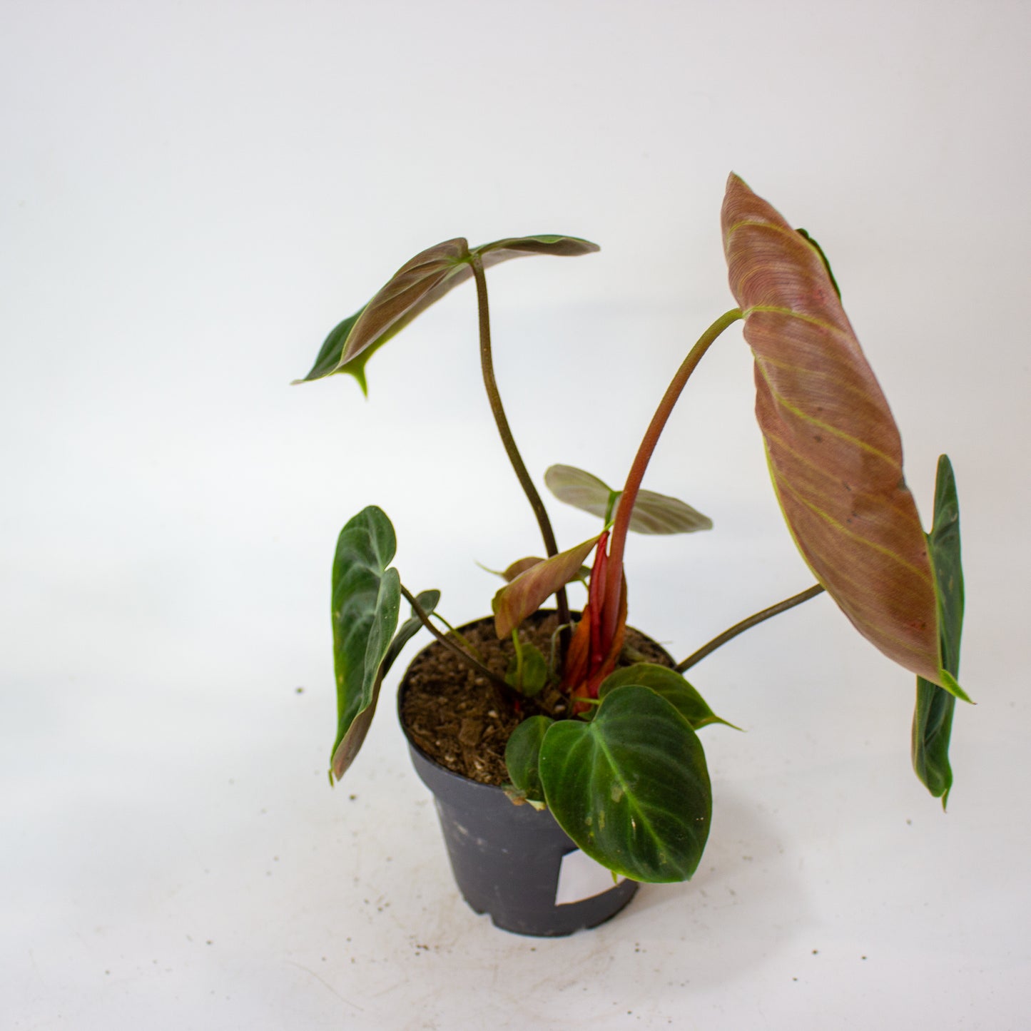 Philodendron Choco Red 12cm H30cm