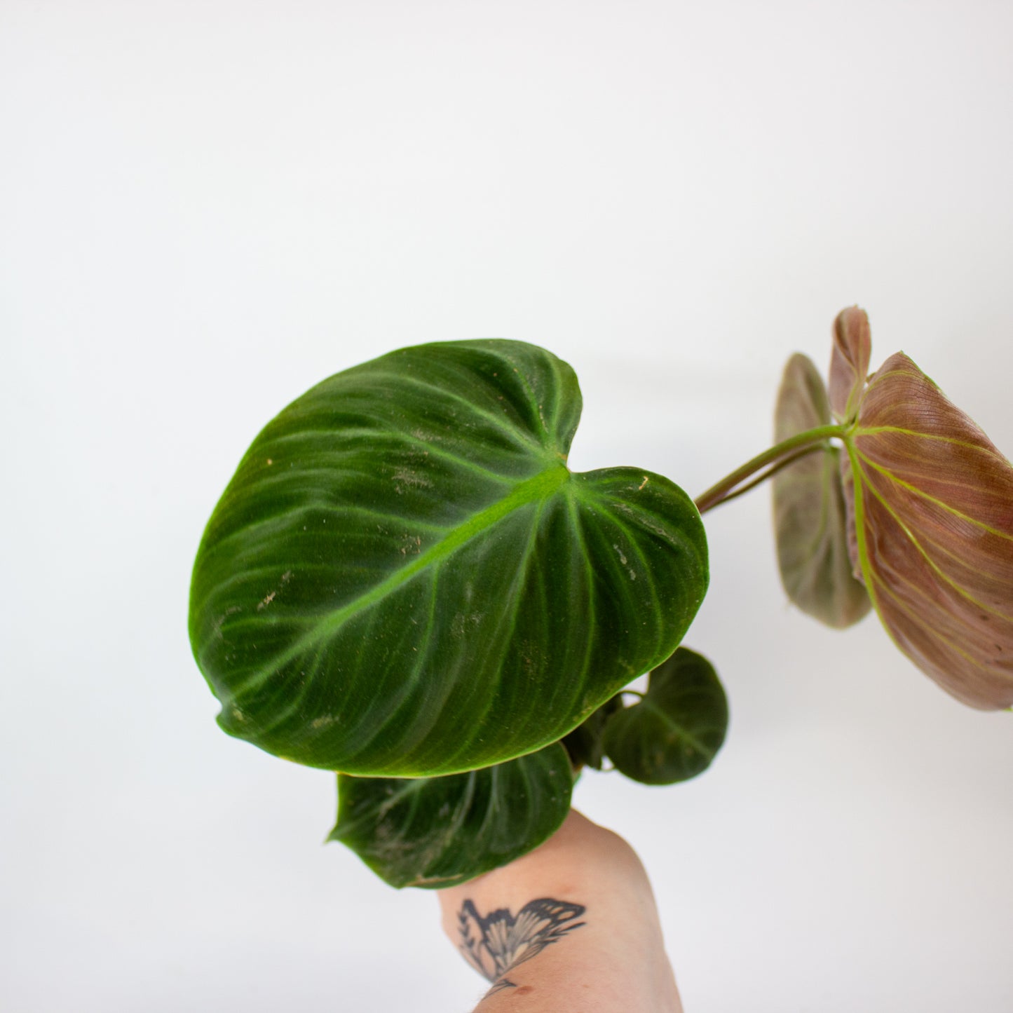 Philodendron Choco Red 12cm H30cm