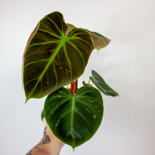 Philodendron 'El Choco Red' 1