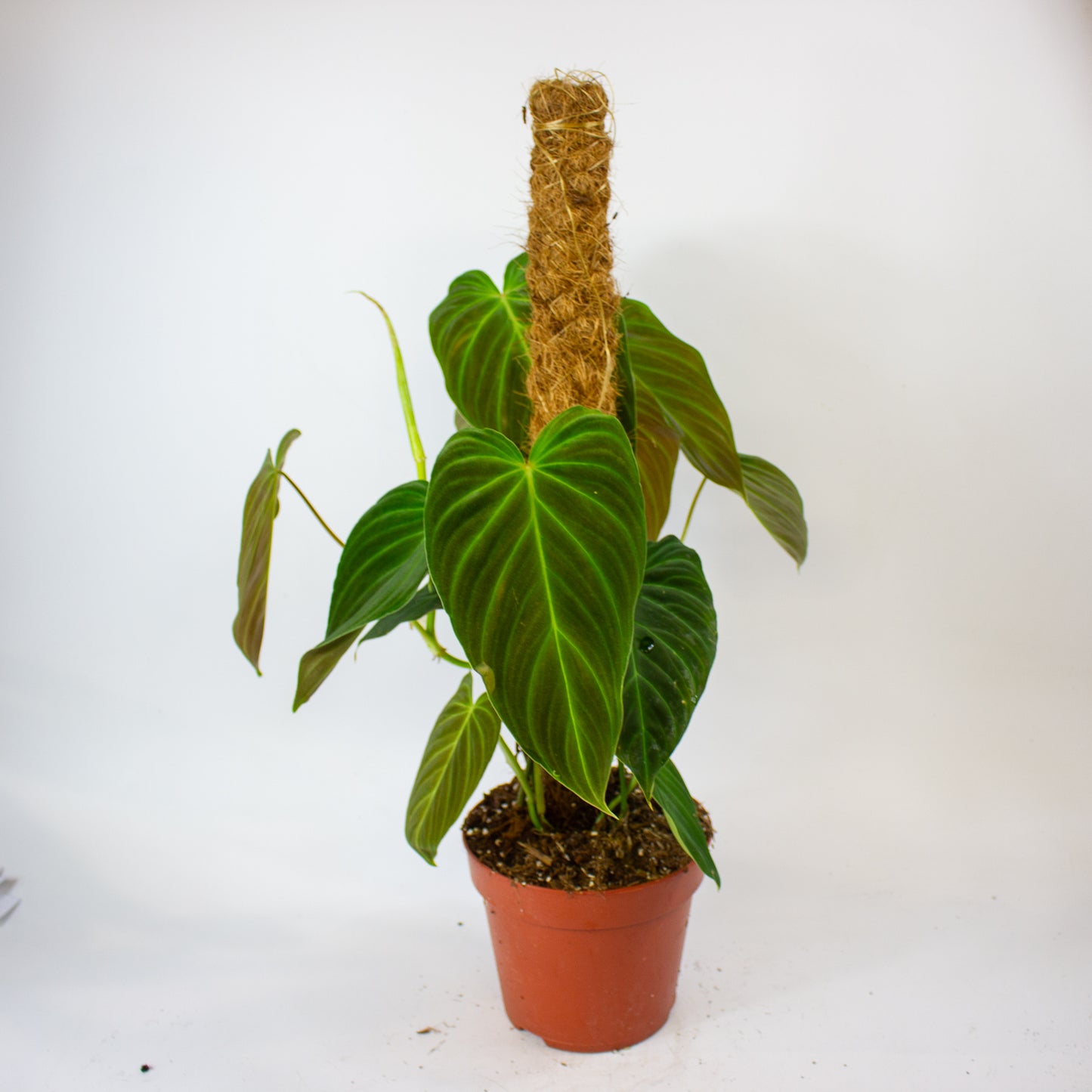 Philodendron Splendid 17cm H60cm