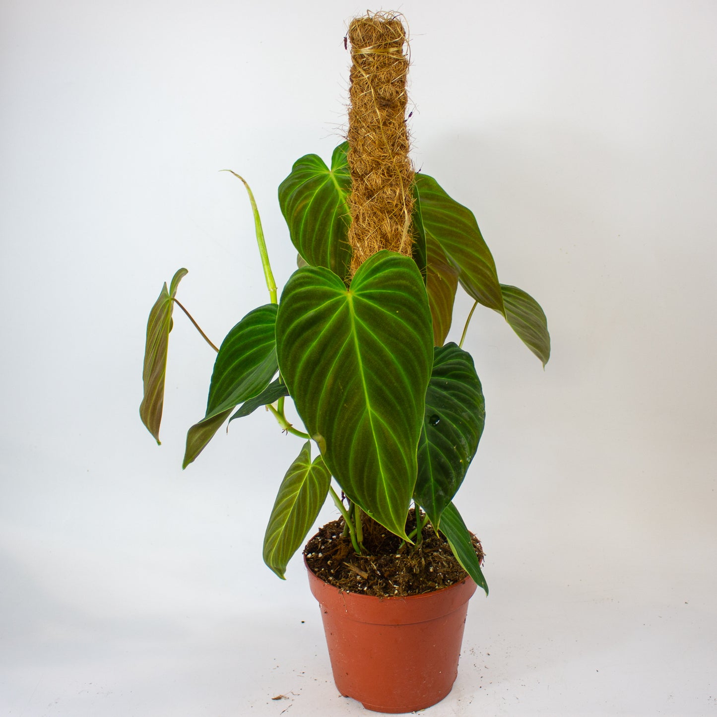 Philodendron Splendid 17cm H60cm