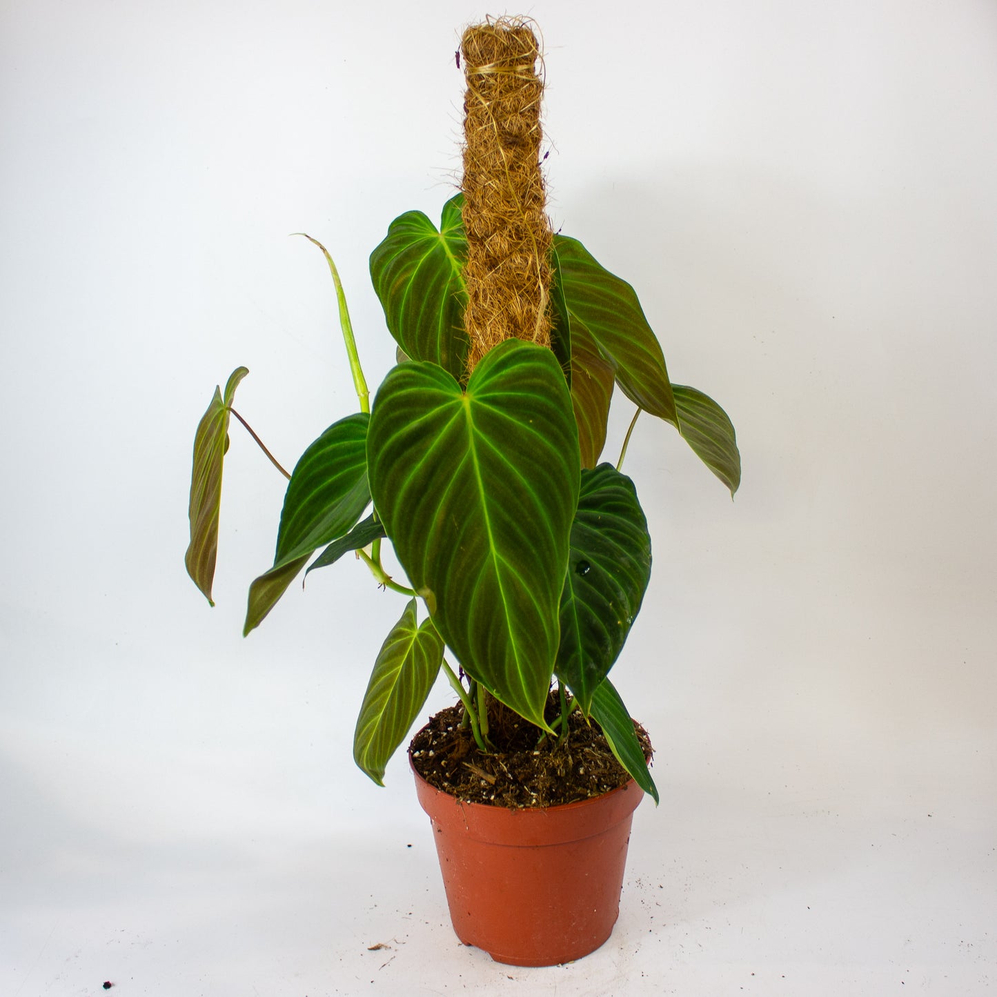 Philodendron Splendid 17cm H60cm