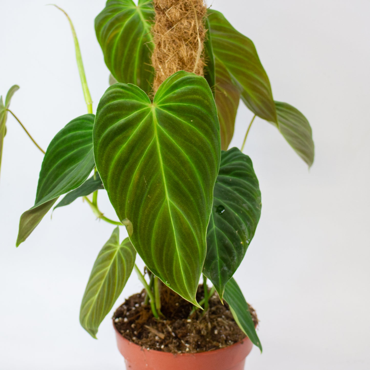 Philodendron Splendid 17cm H60cm