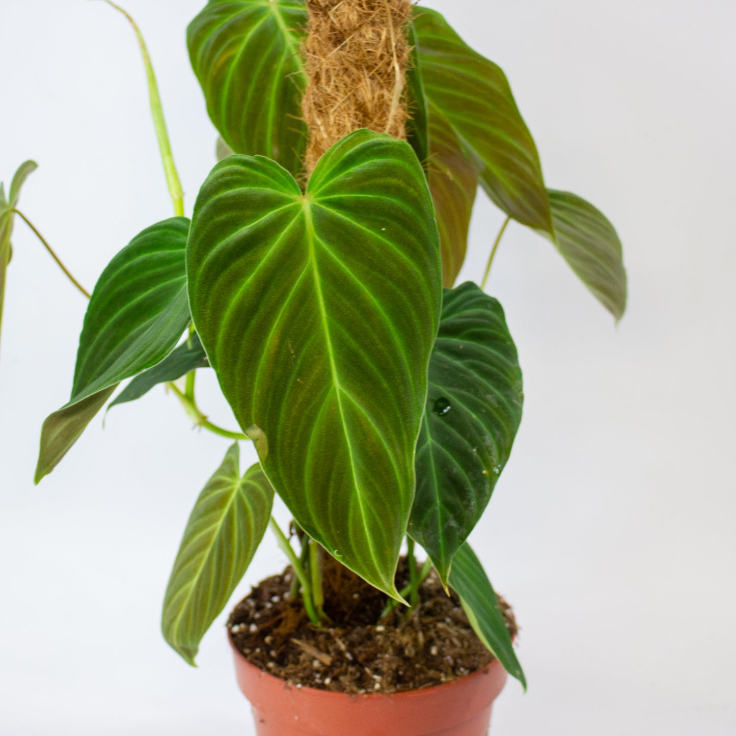Philodendron Splendid 17cm H60cm