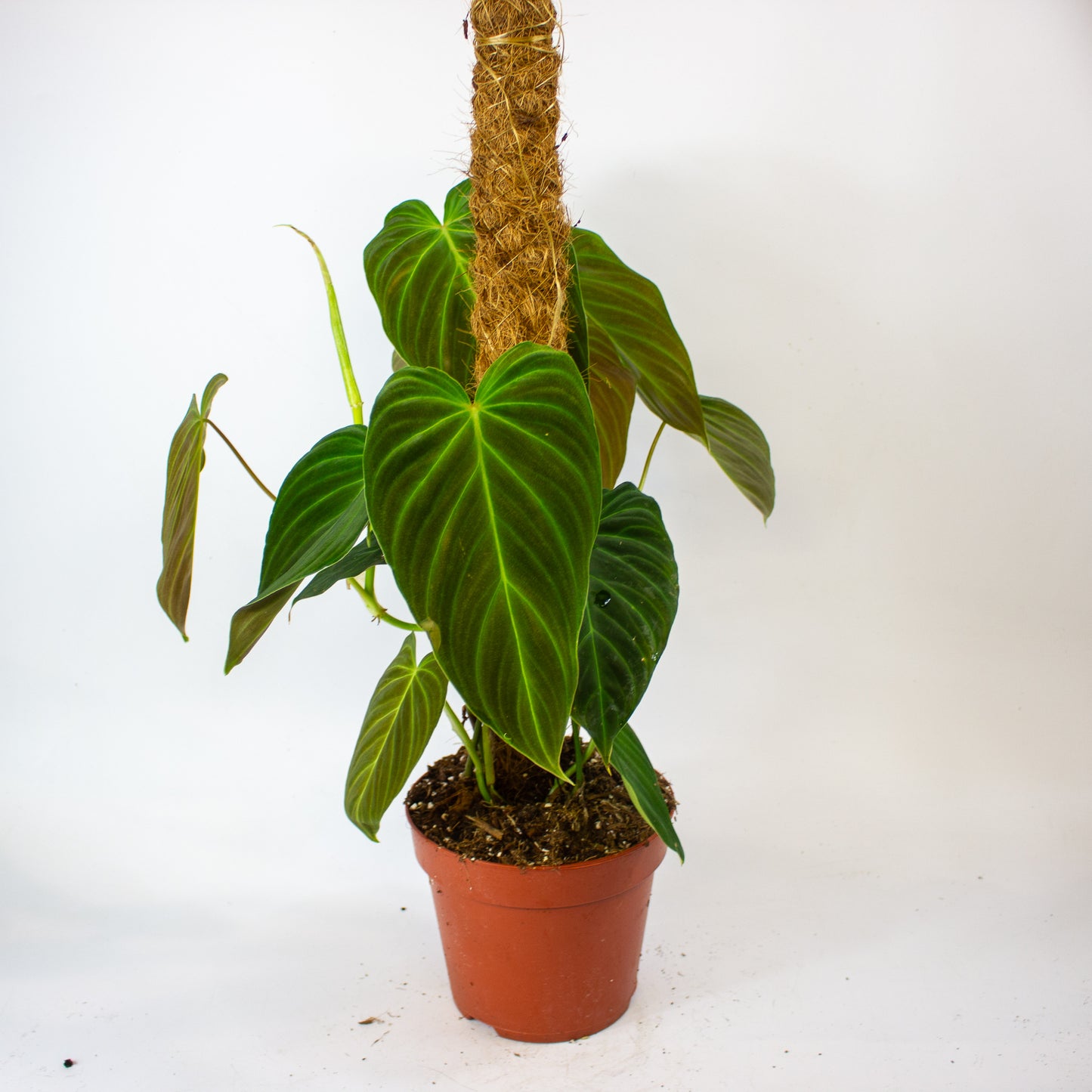 Philodendron Splendid 17cm H60cm