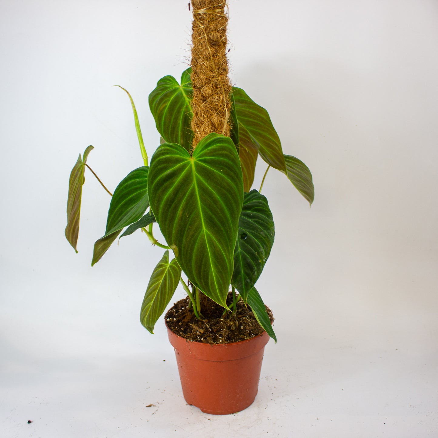 Philodendron Splendid 17cm H60cm
