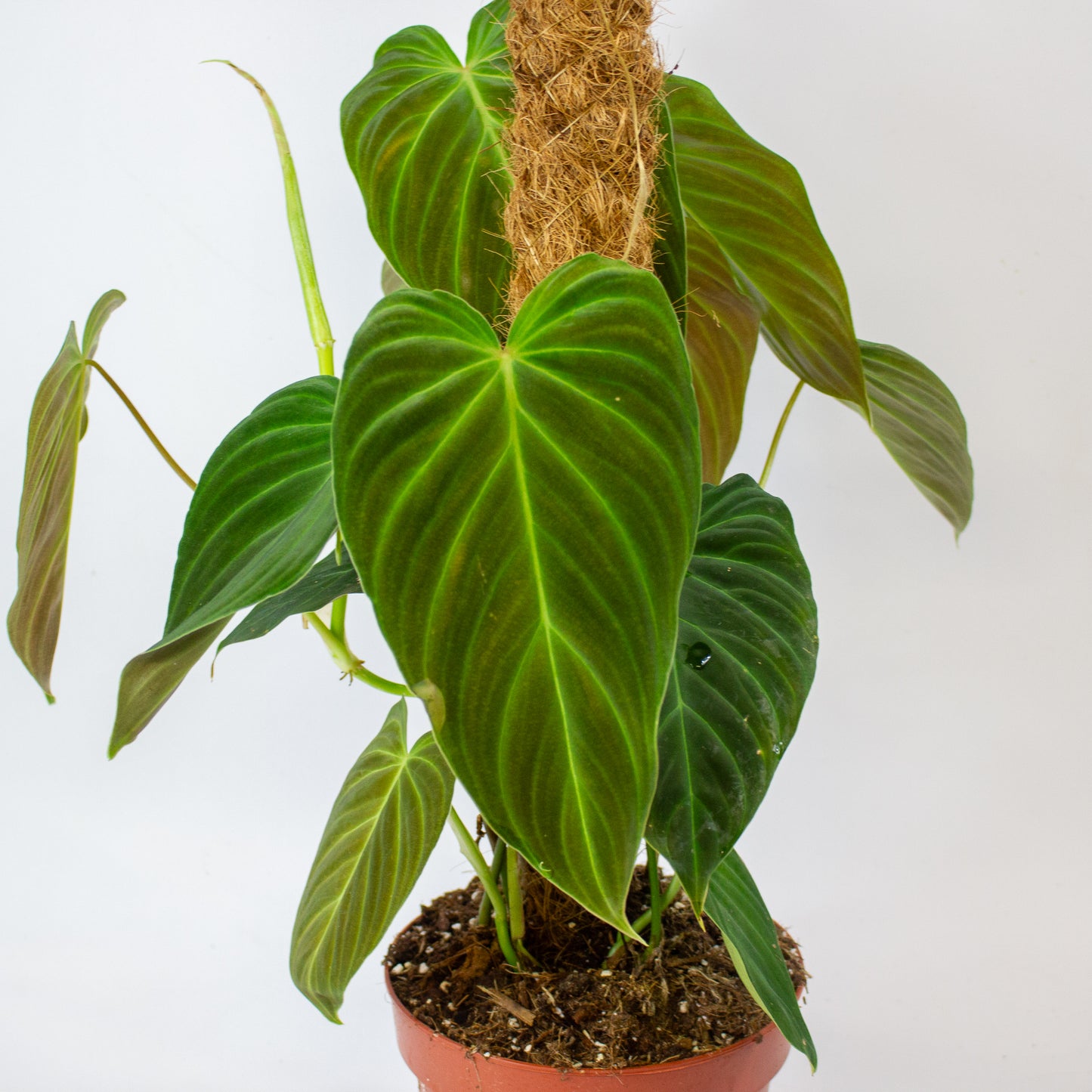 Philodendron Splendid 17cm H60cm
