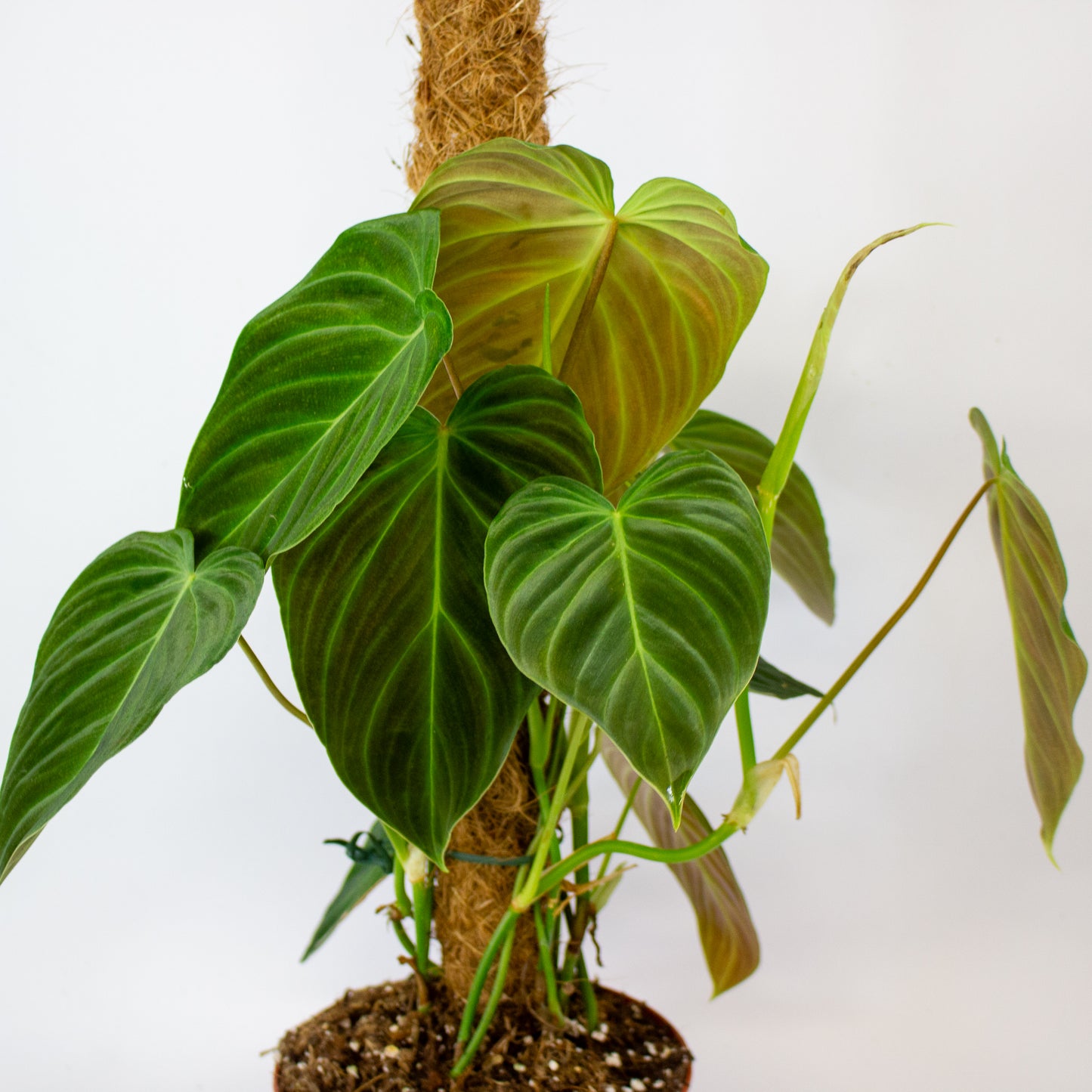 Philodendron Splendid 17cm H60cm