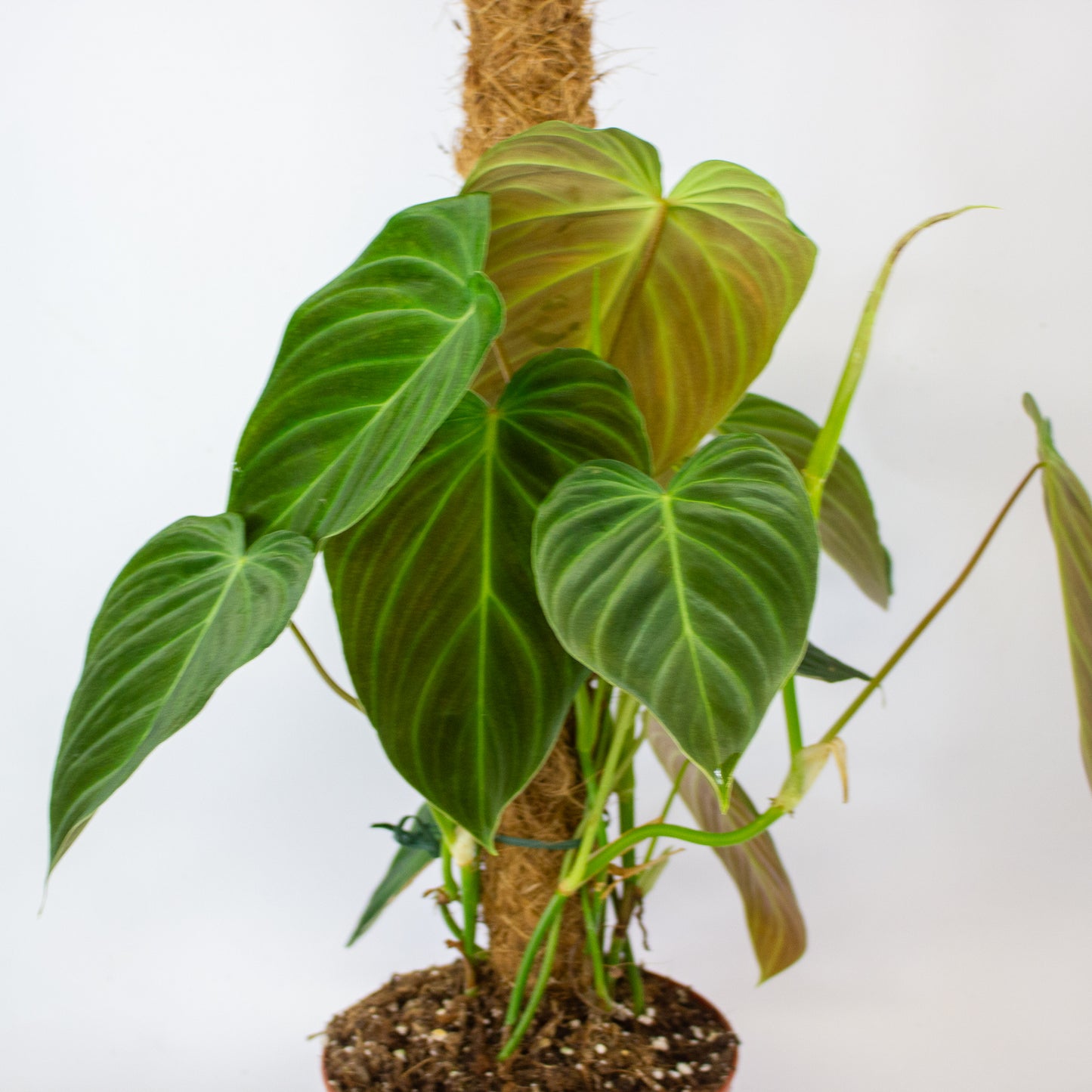 Philodendron Splendid 17cm H60cm