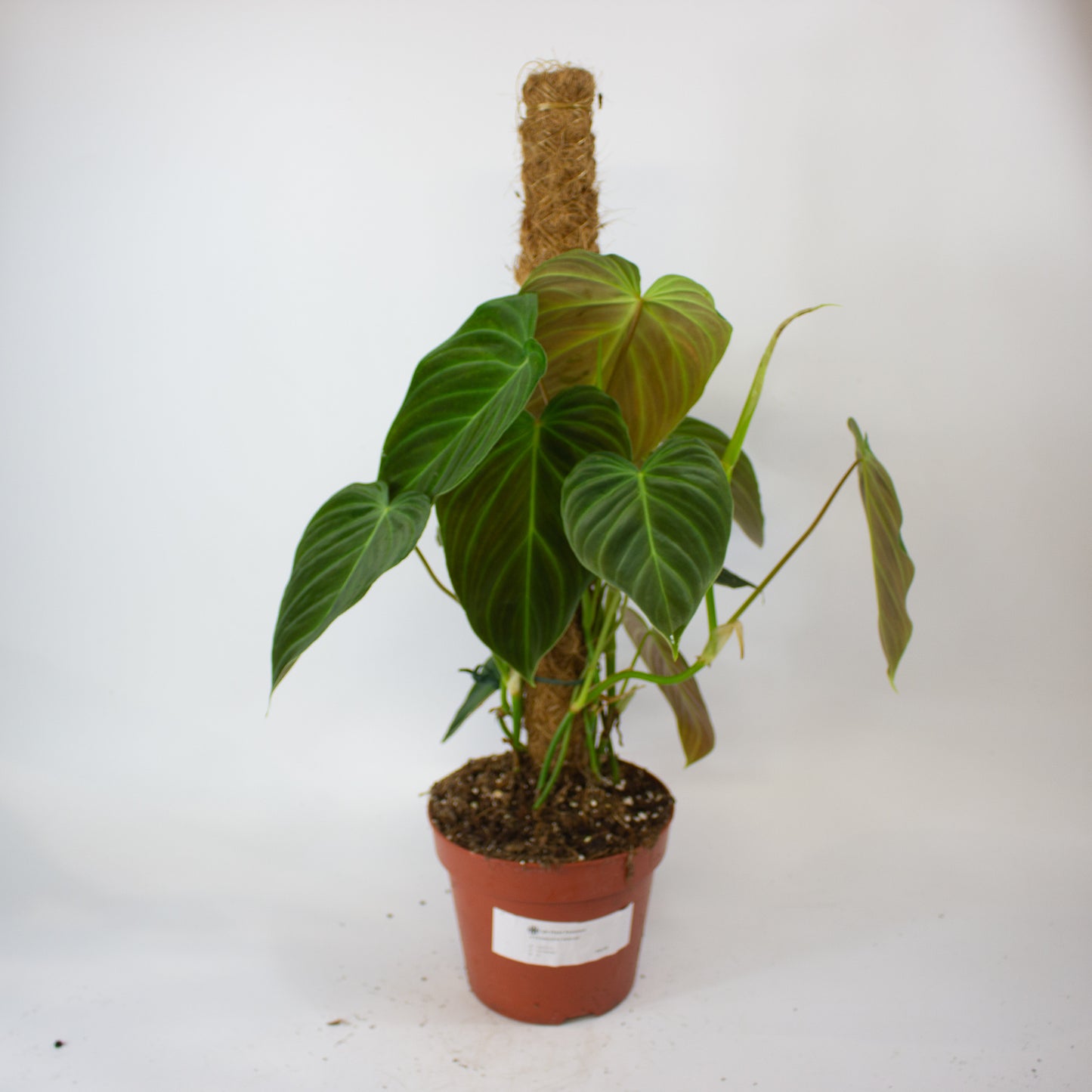 Philodendron Splendid 17cm H60cm