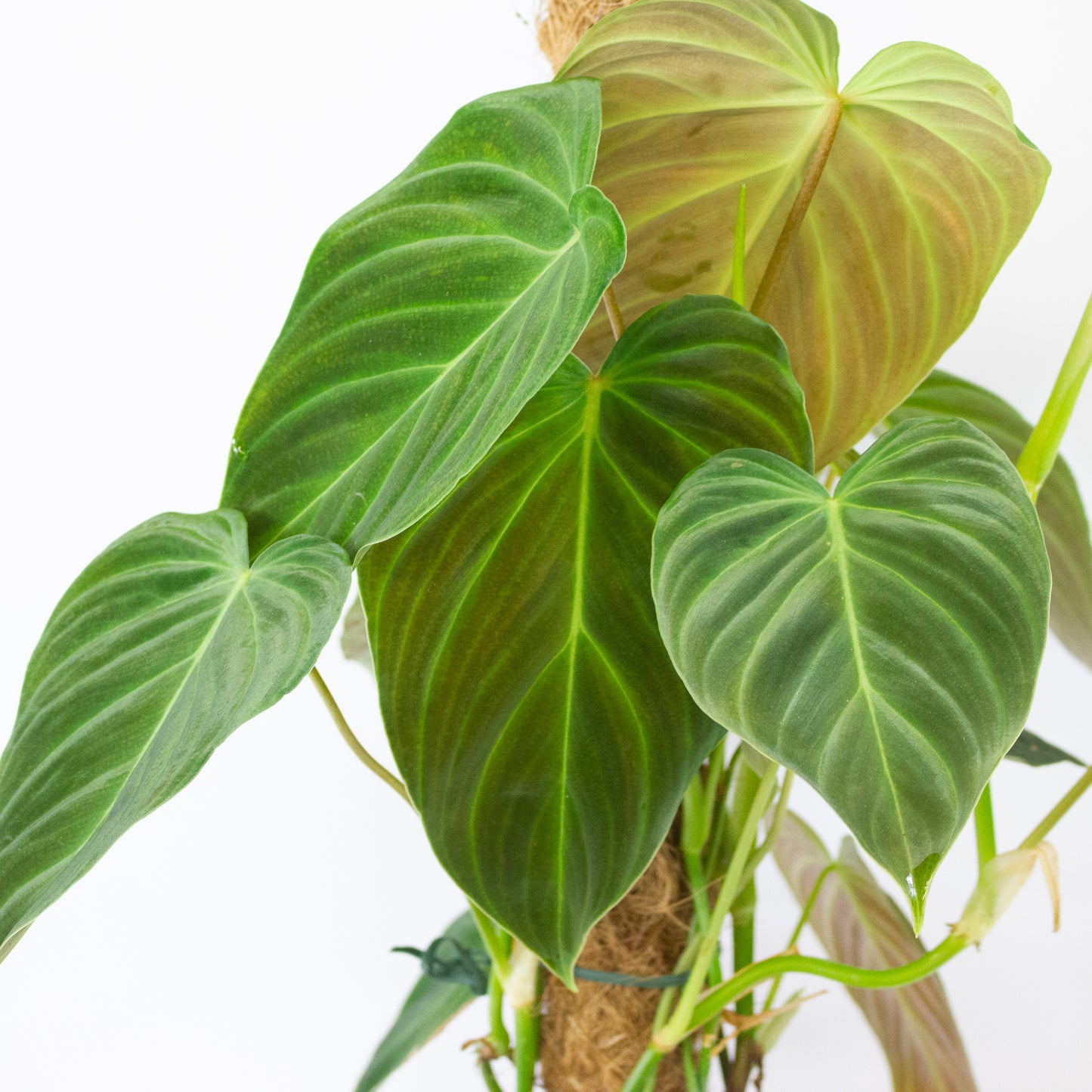 Philodendron Splendid 17cm H60cm