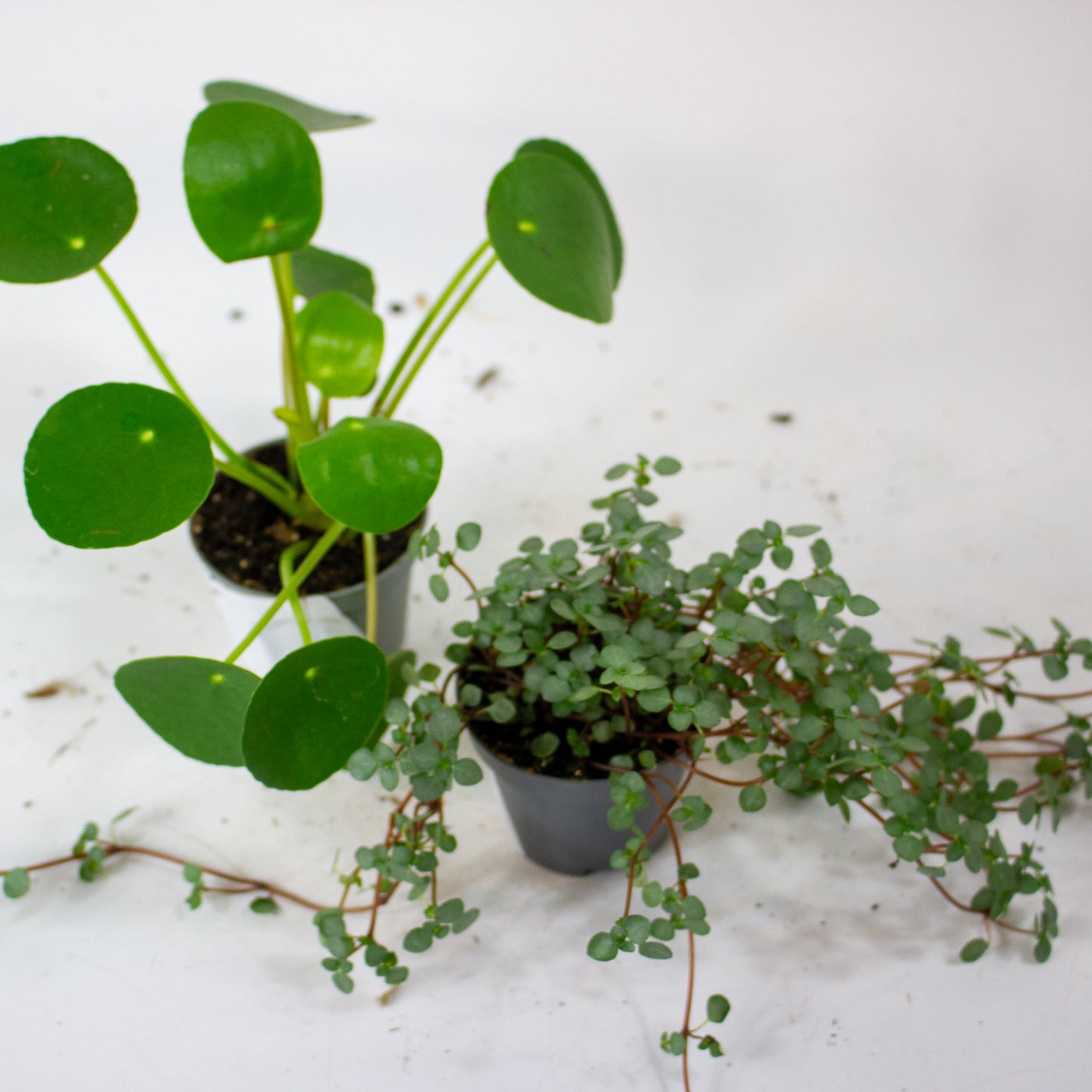 Pilea mixed 6cm H12cm