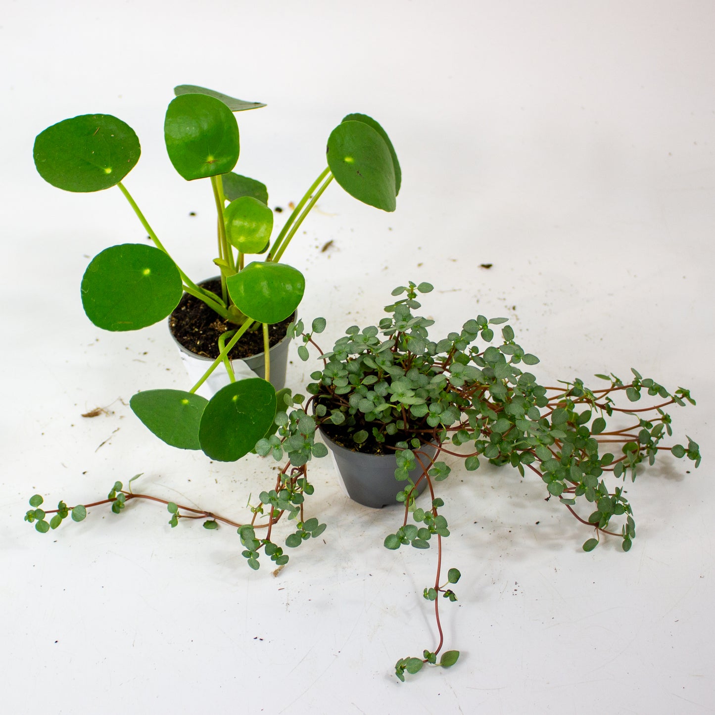 Pilea mixed 6cm H12cm