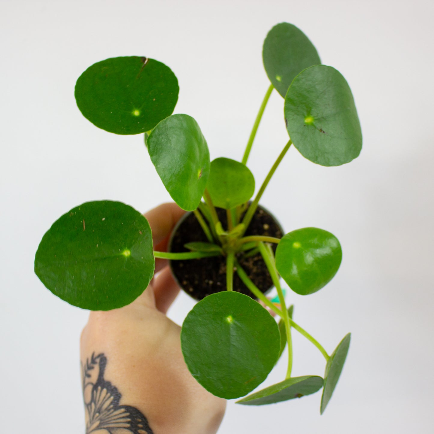 Pilea mixed 6cm H12cm