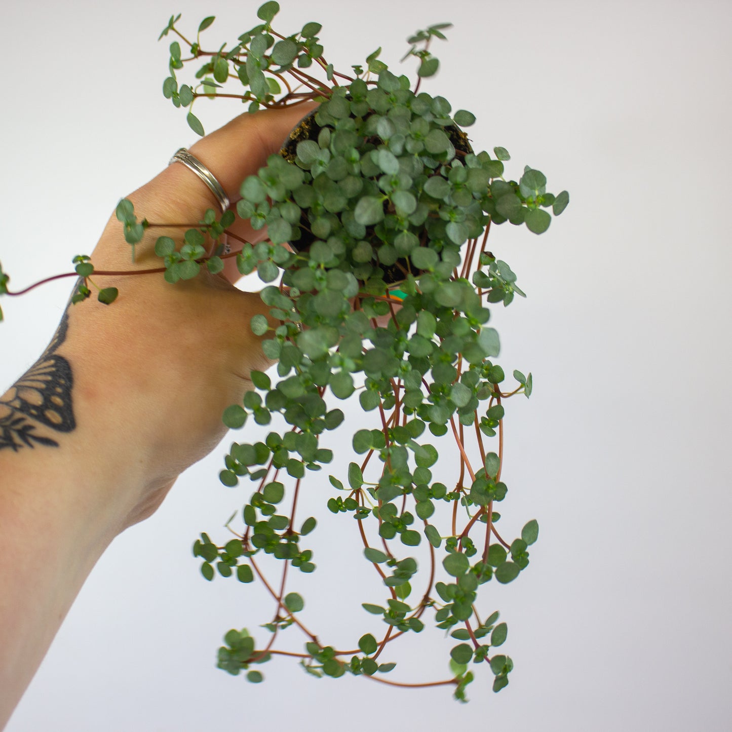 Pilea mixed 6cm H12cm
