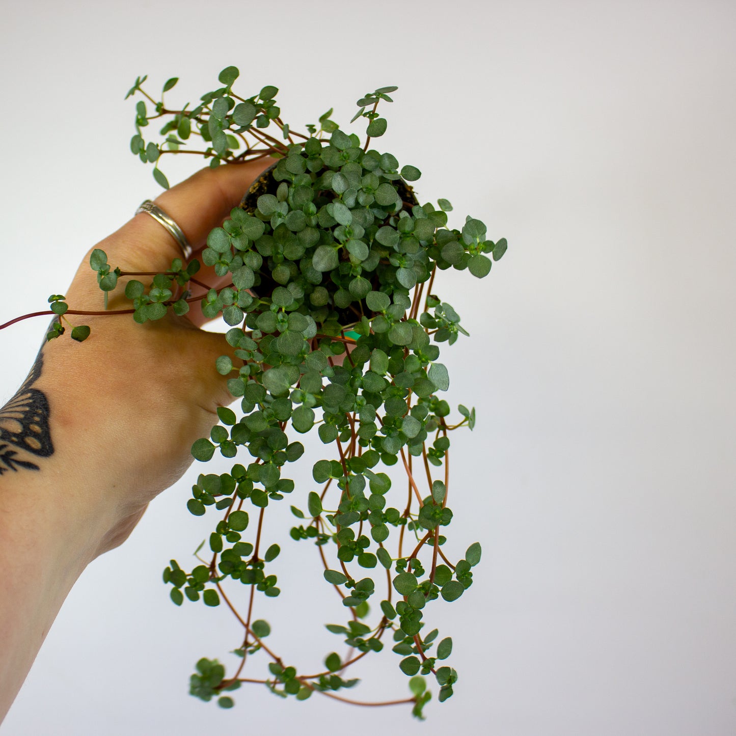 Pilea mixed 6cm H12cm