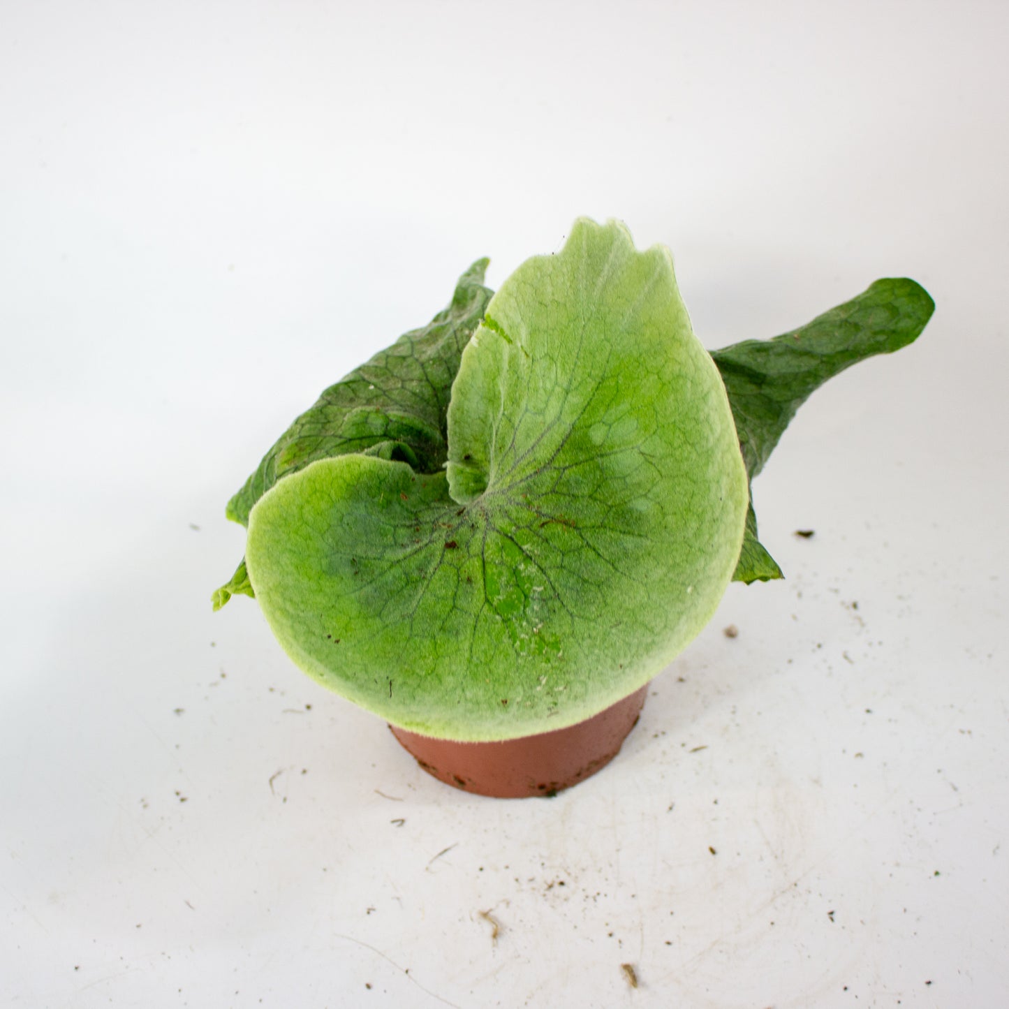 Platycerium Superbum (Giant Staghorn) 12cm H15cm