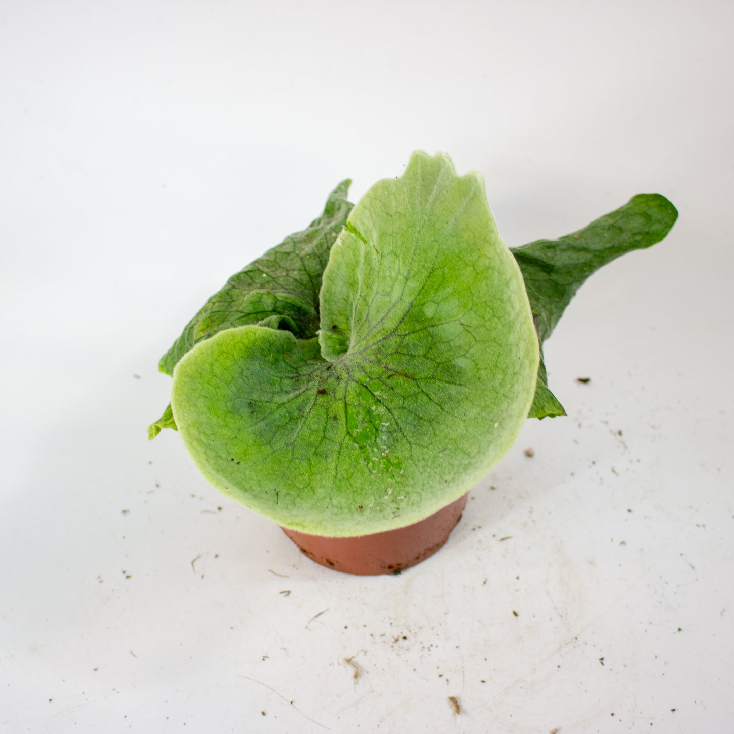 Platycerium Superbum (Giant Staghorn) 12cm H15cm