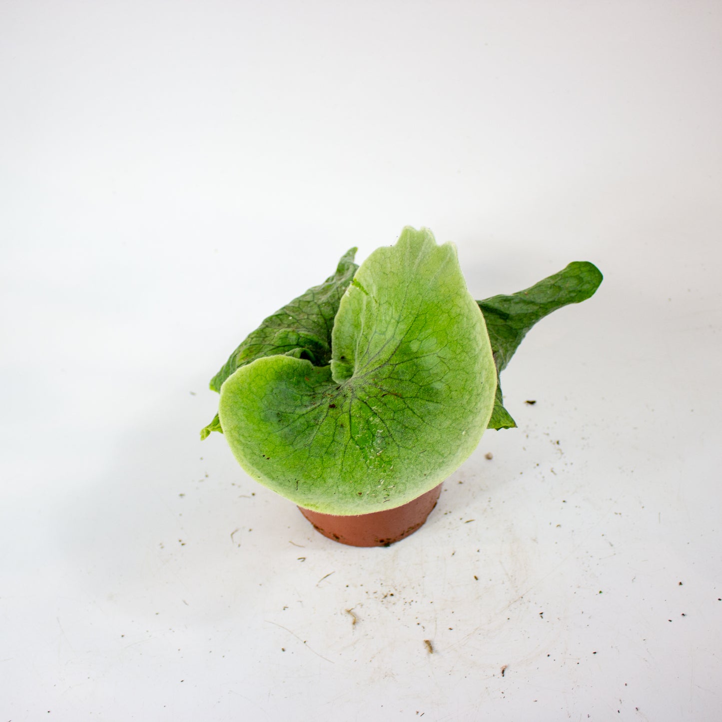 Platycerium Superbum (Giant Staghorn) 12cm H15cm