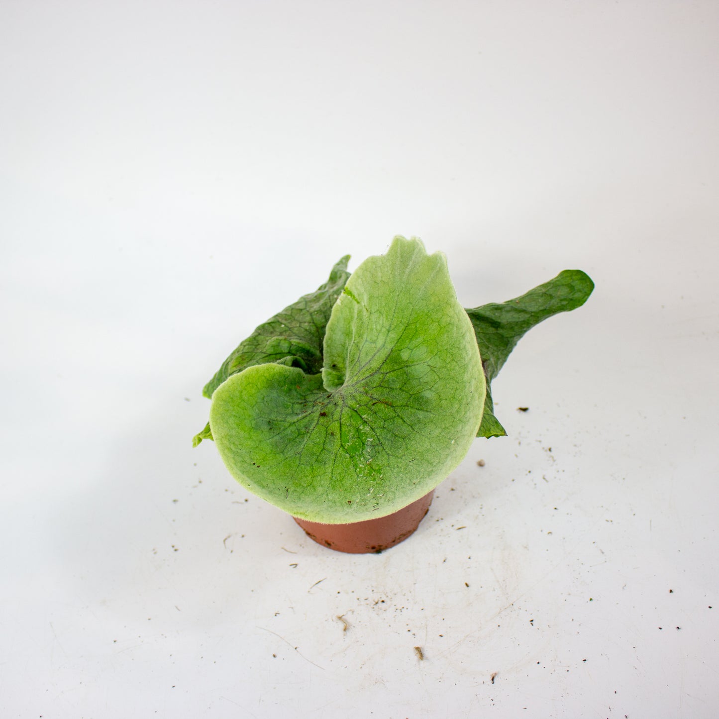 Platycerium Superbum (Giant Staghorn) 12cm H15cm
