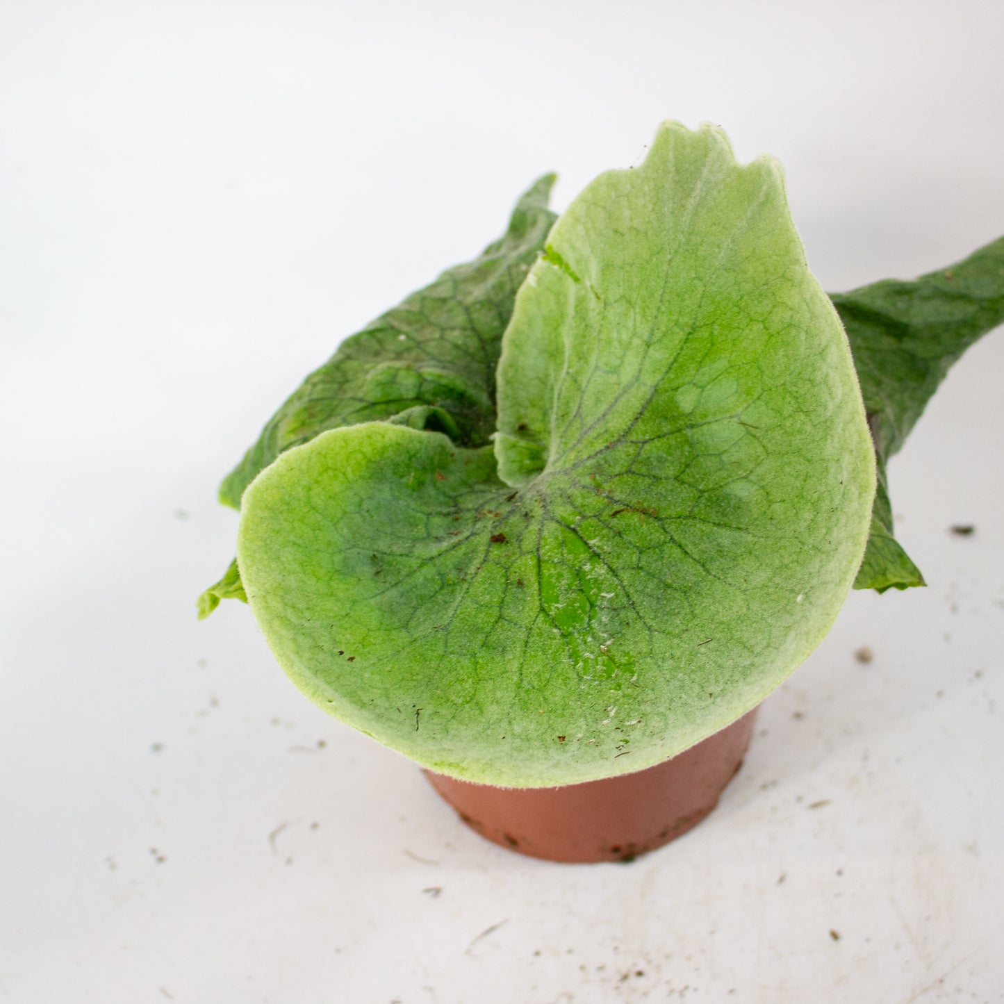Platycerium Superbum (Giant Staghorn) 12cm H15cm