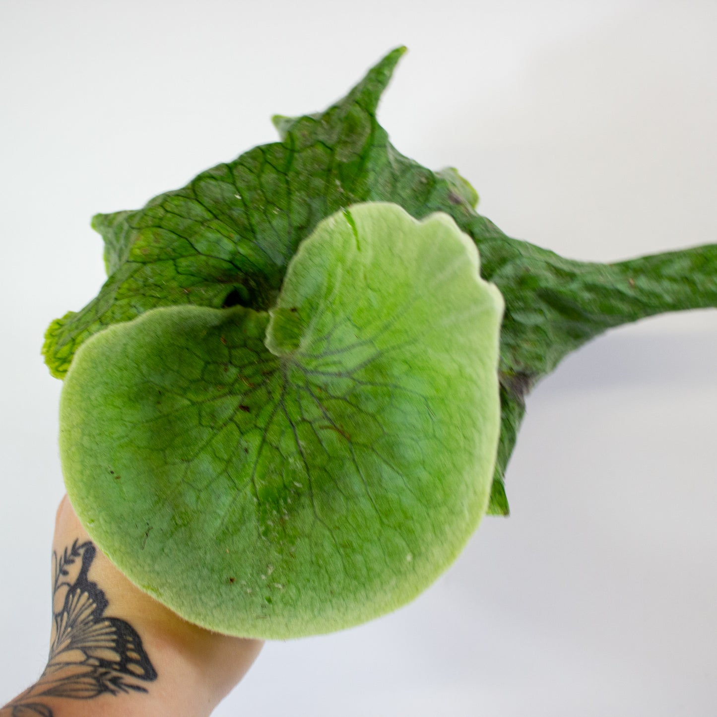 Platycerium Superbum (Giant Staghorn) 12cm H15cm