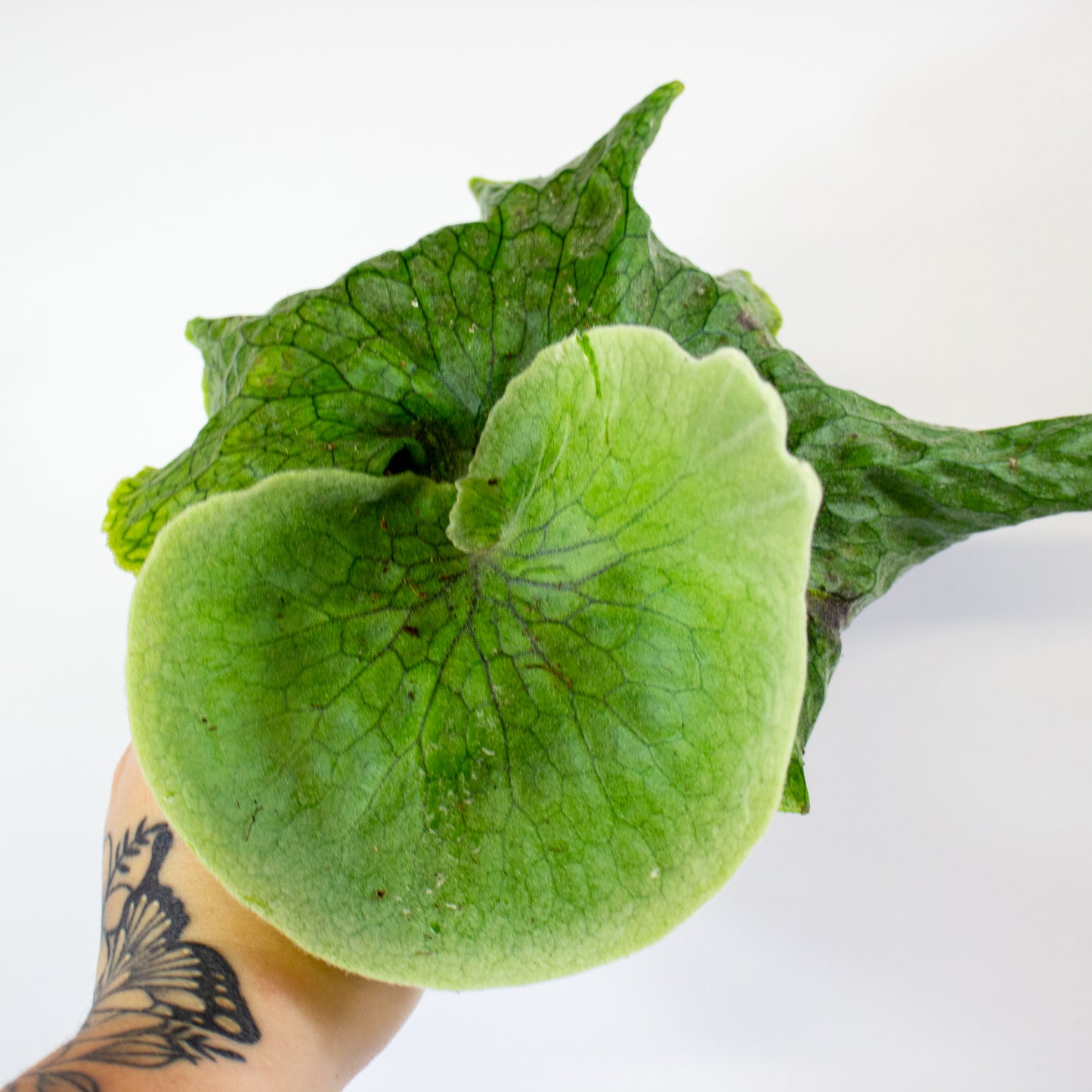 Platycerium Superbum (Giant Staghorn) 12cm H15cm
