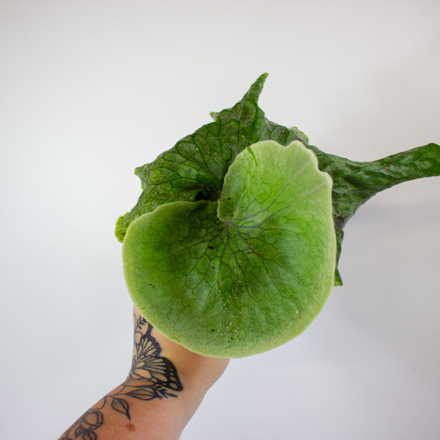Platycerium Superbum (Giant Staghorn) 12cm H15cm