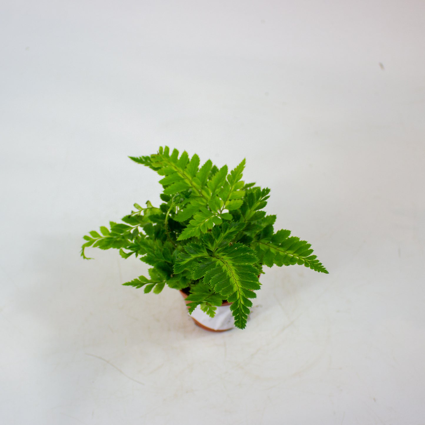 Rumohra Adiantiformis 'Variegata' 5.5cm H8cm